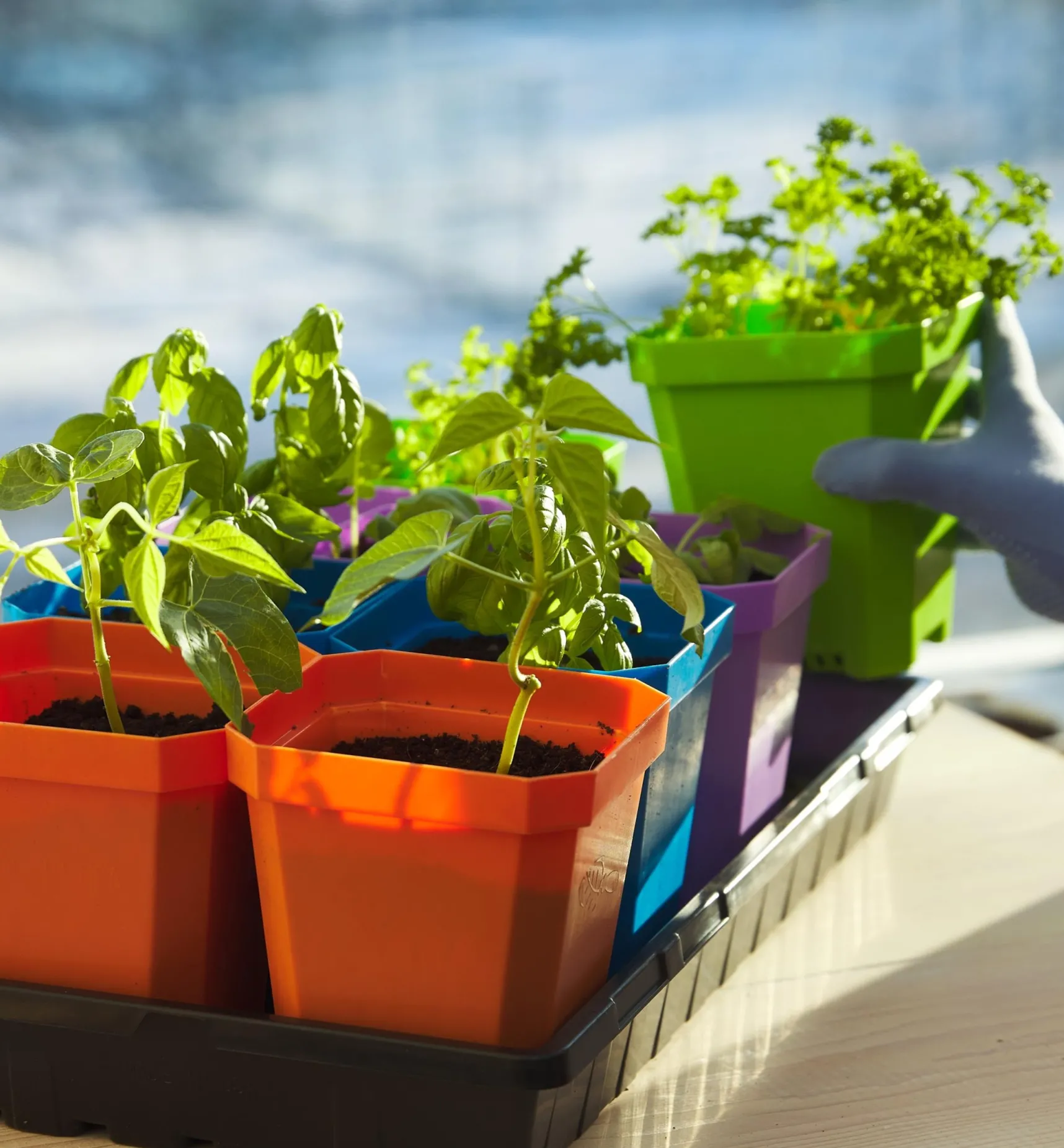 Best 5" Pots Seed Starting