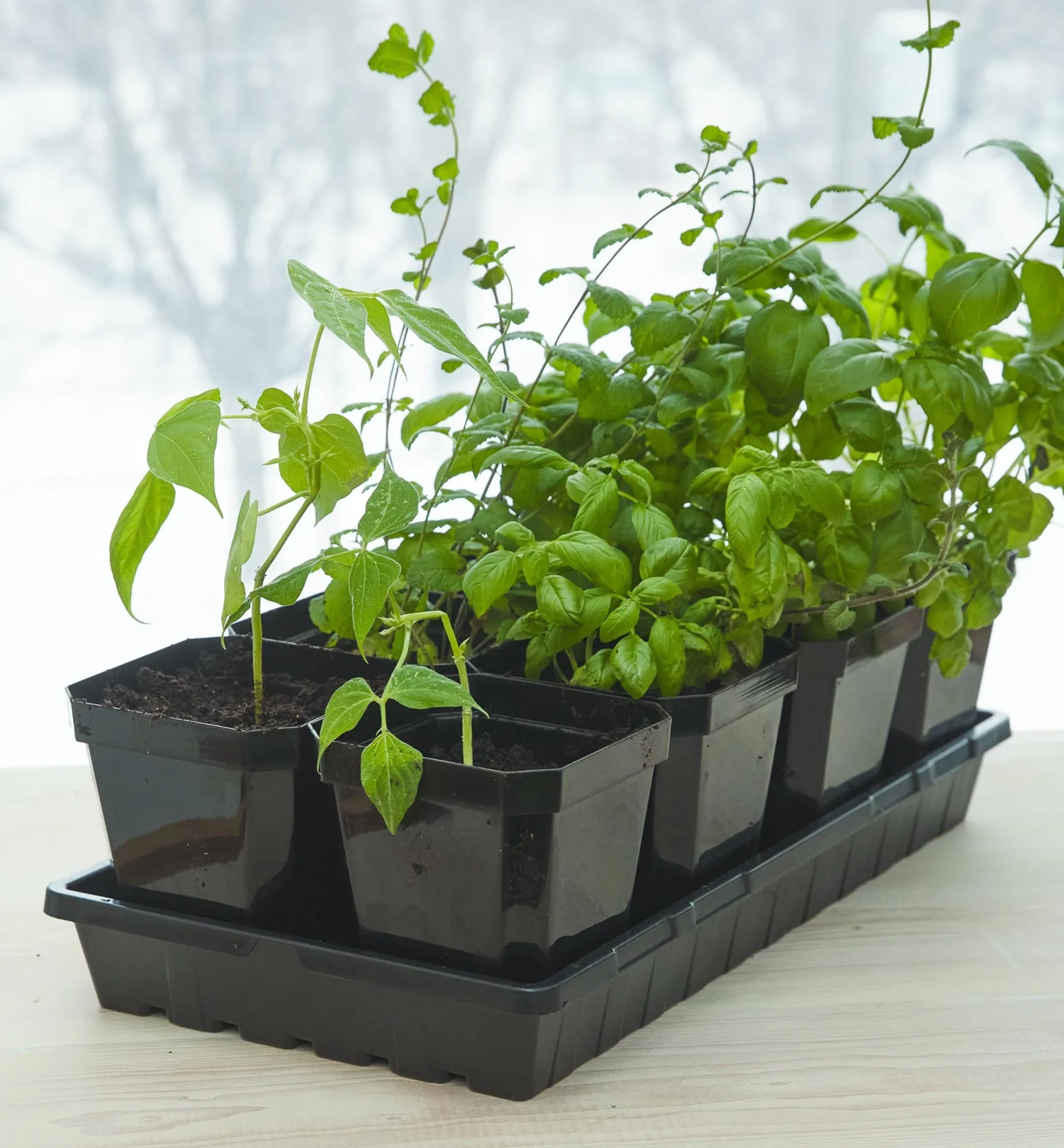Best 5" Pots Seed Starting