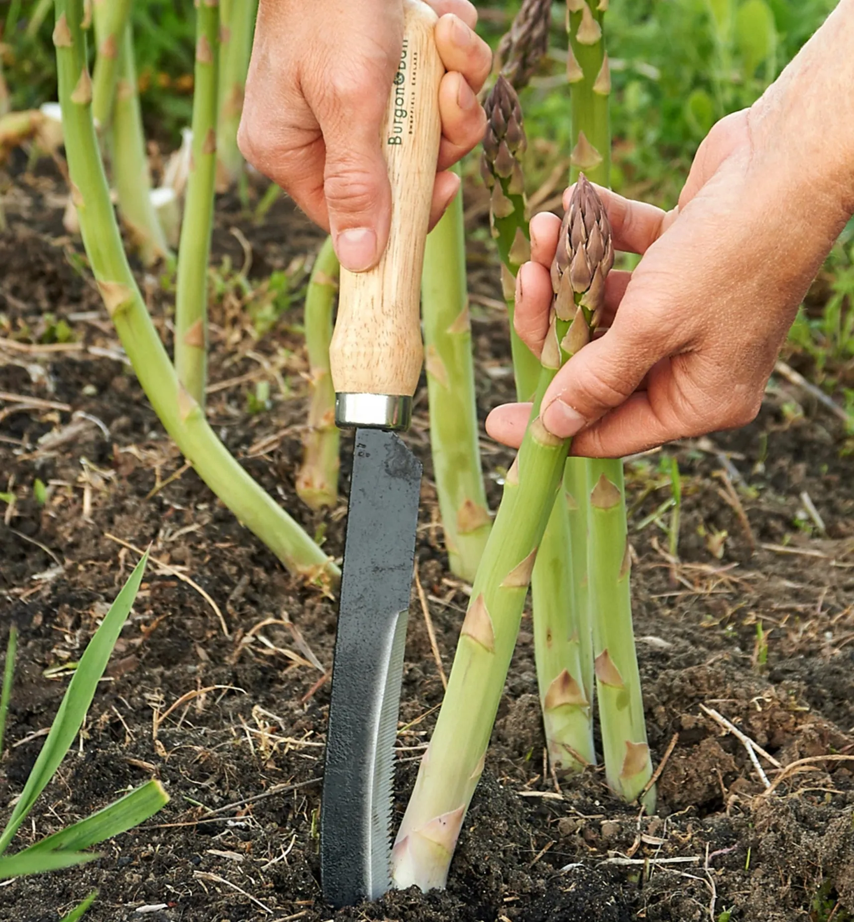 Hot Asparagus/Harvest Knife Harvesting