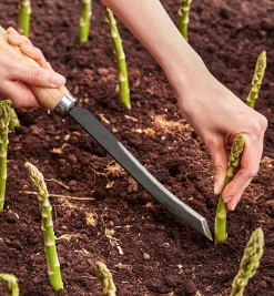 Hot Asparagus/Harvest Knife Harvesting