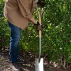 Online Border Spade Spades