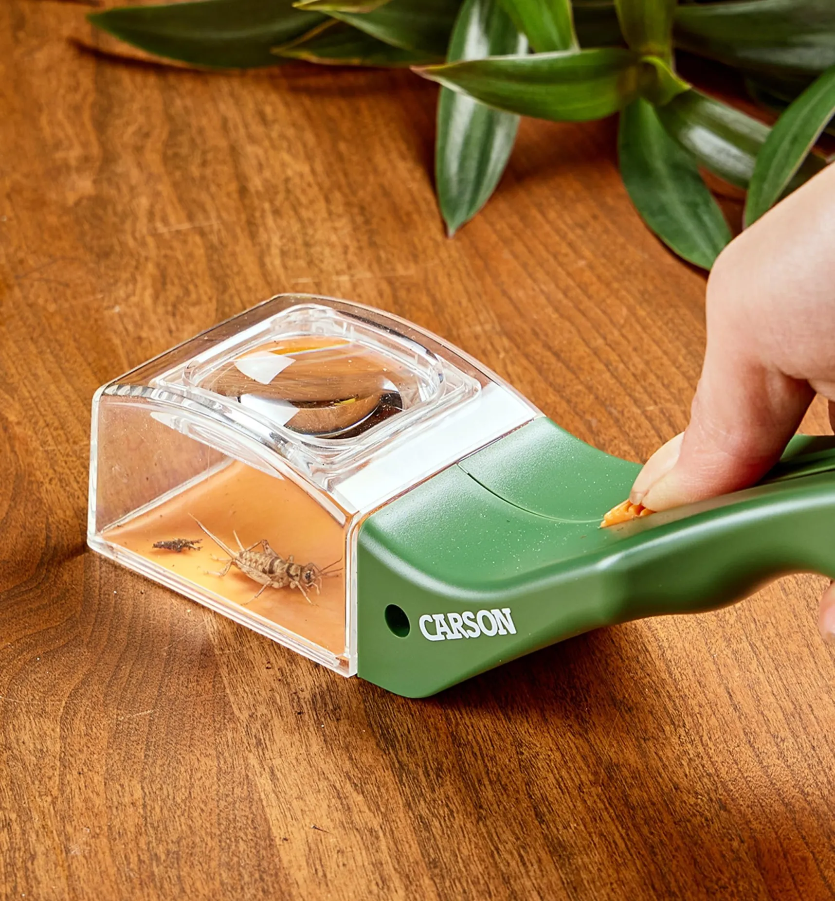 Online Bug Magnifier Office