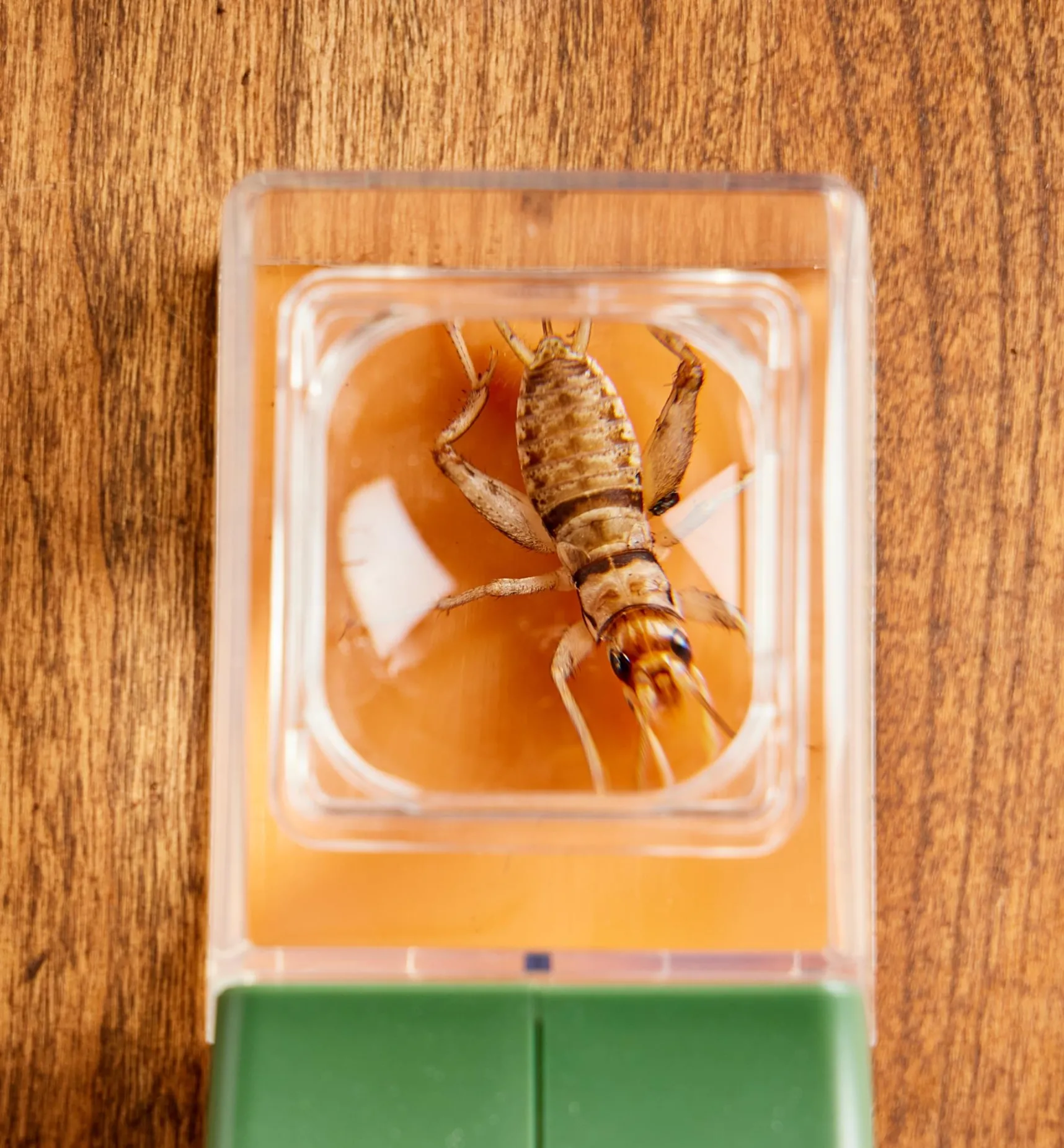 Online Bug Magnifier Office