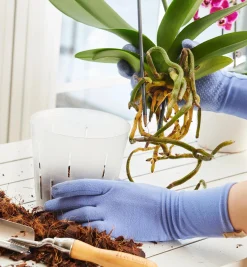 New Clear Orchid Pots Indoor Gardening