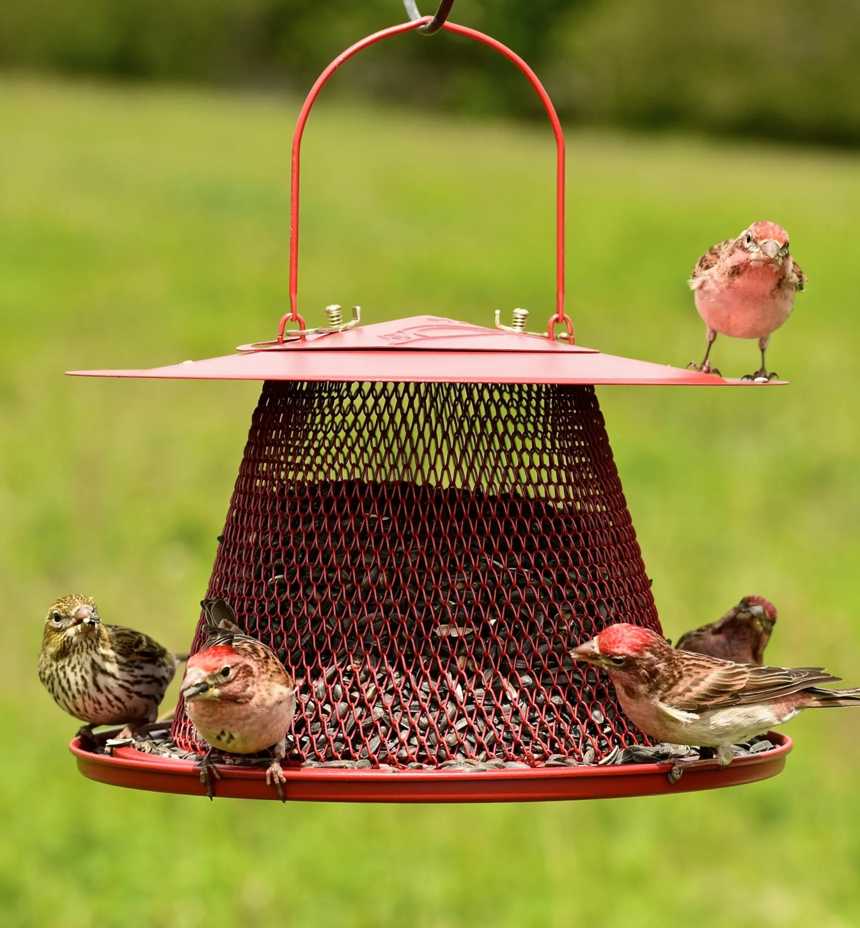 Outlet Collapsible Bird Feeder Birding