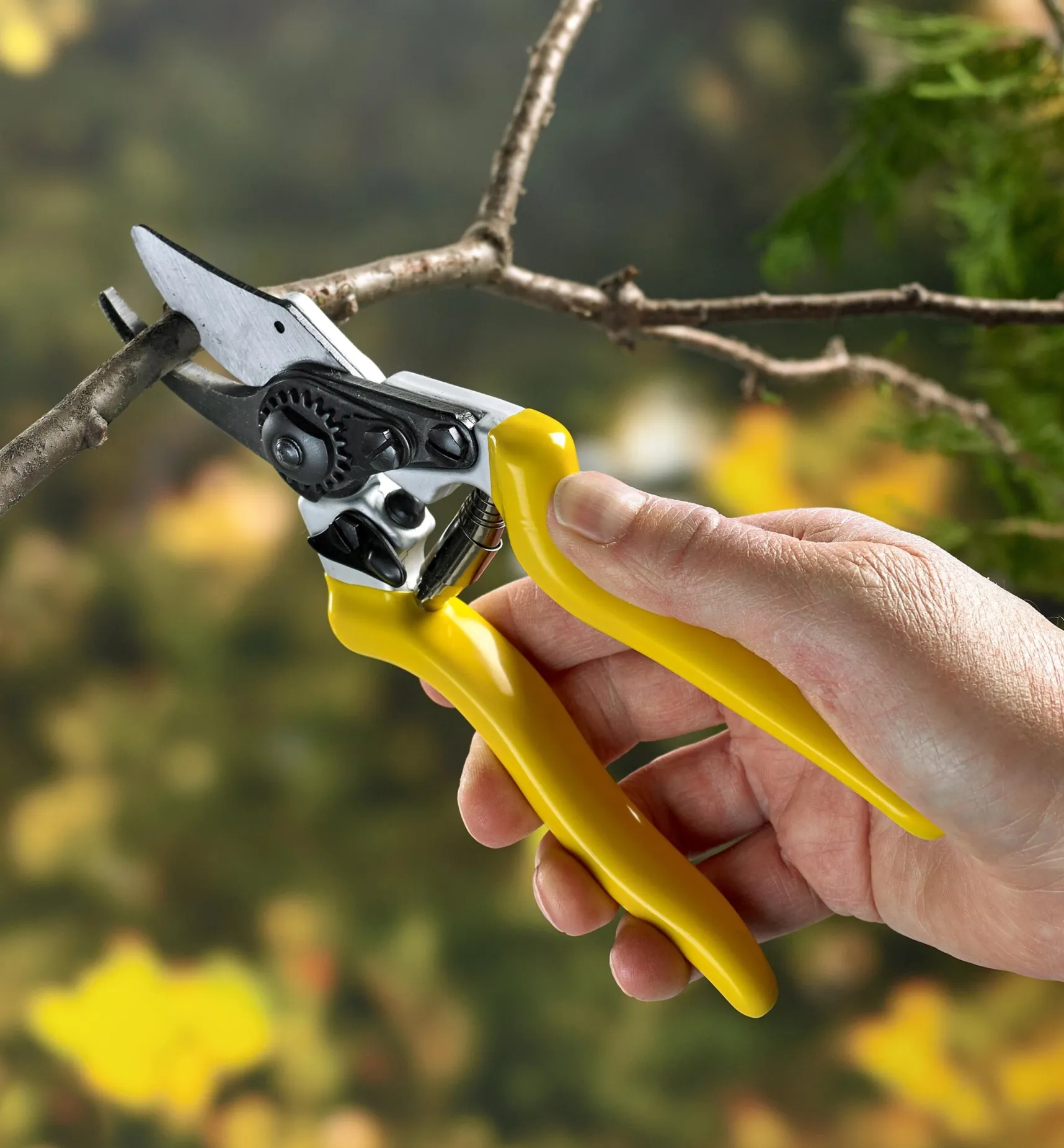 Clearance Complete Pruning Kit Garden Care