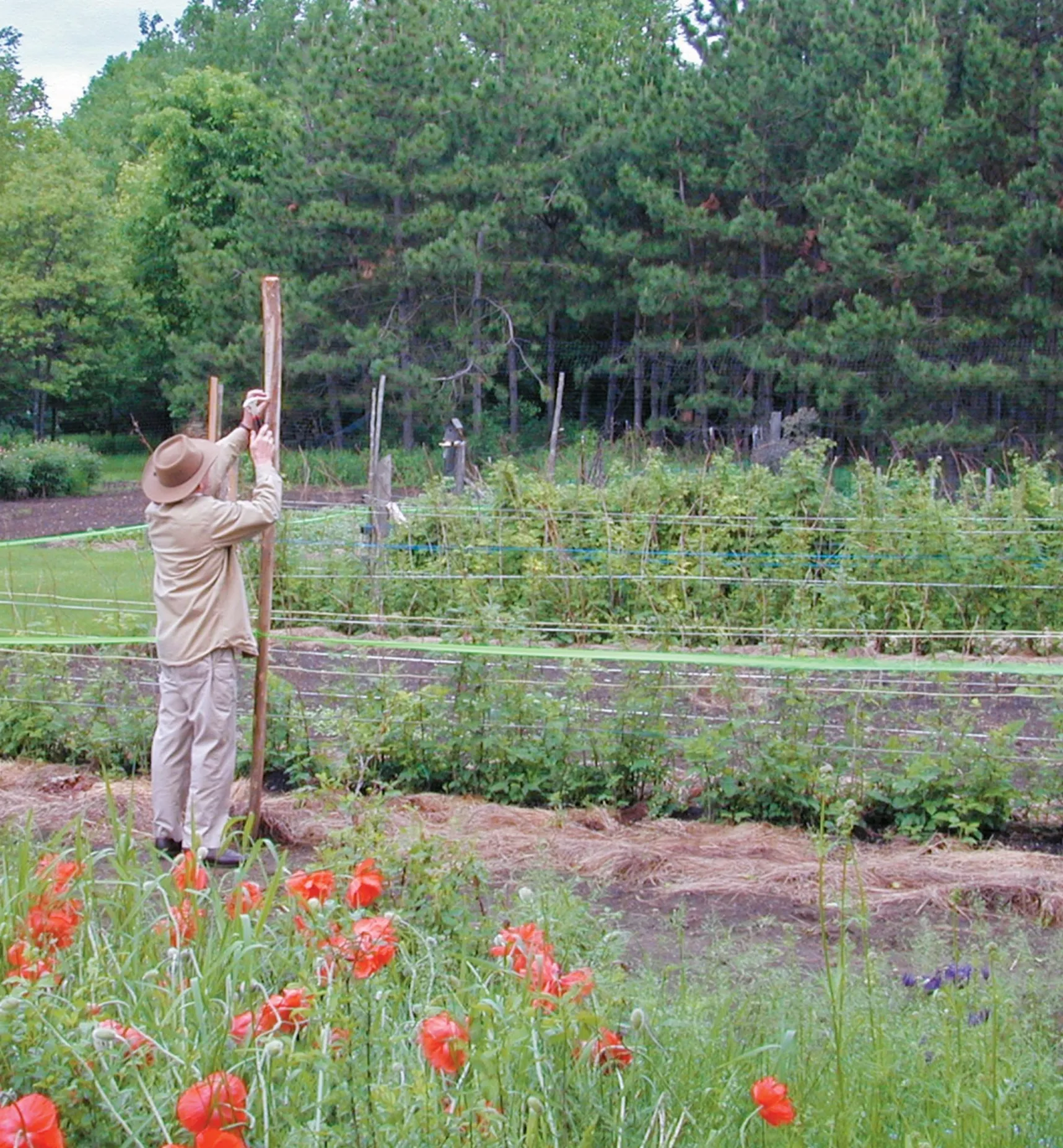 Outlet Deer Fence Pest Control