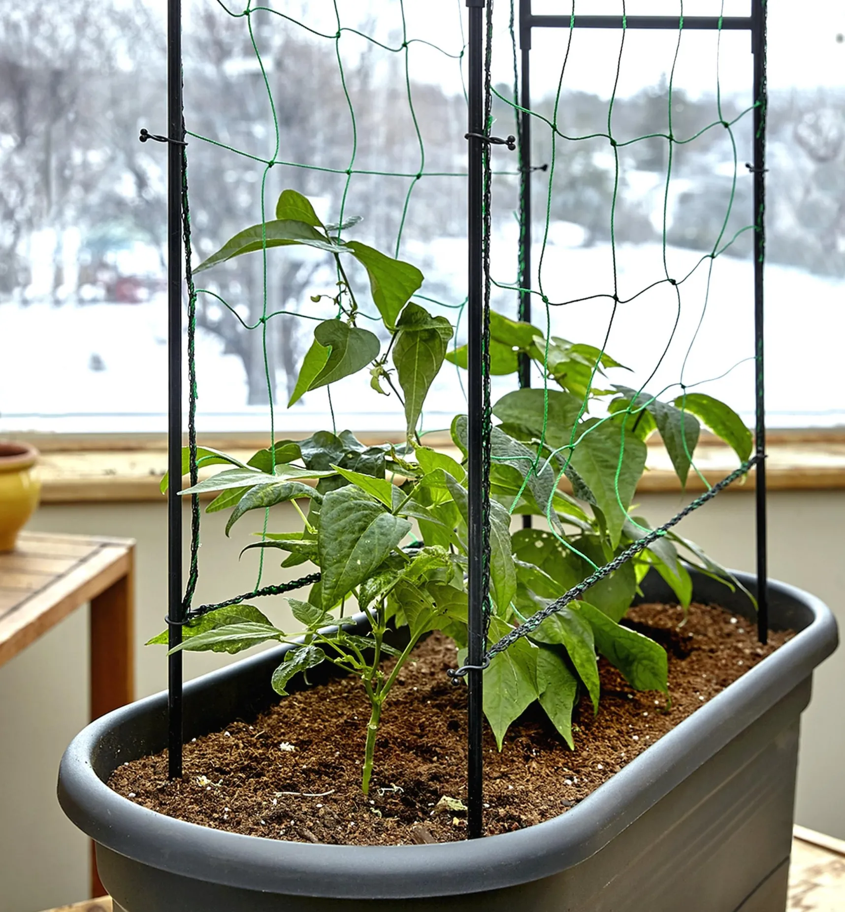 Outlet Elho Self-Watering Planter With Trellis Container Gardening