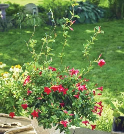 Best Flexible Garden Stake Stakes