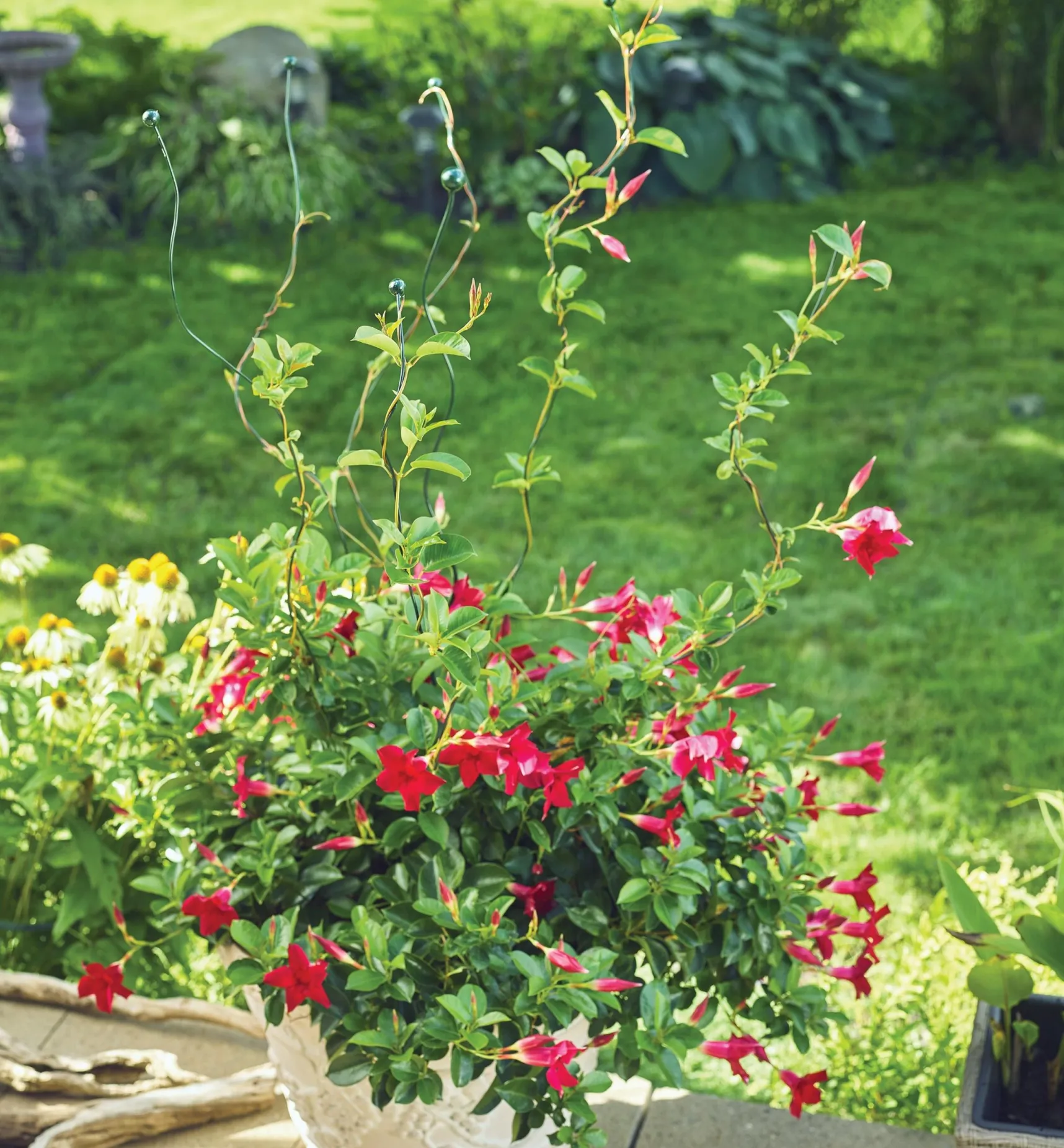 Best Flexible Garden Stake Stakes