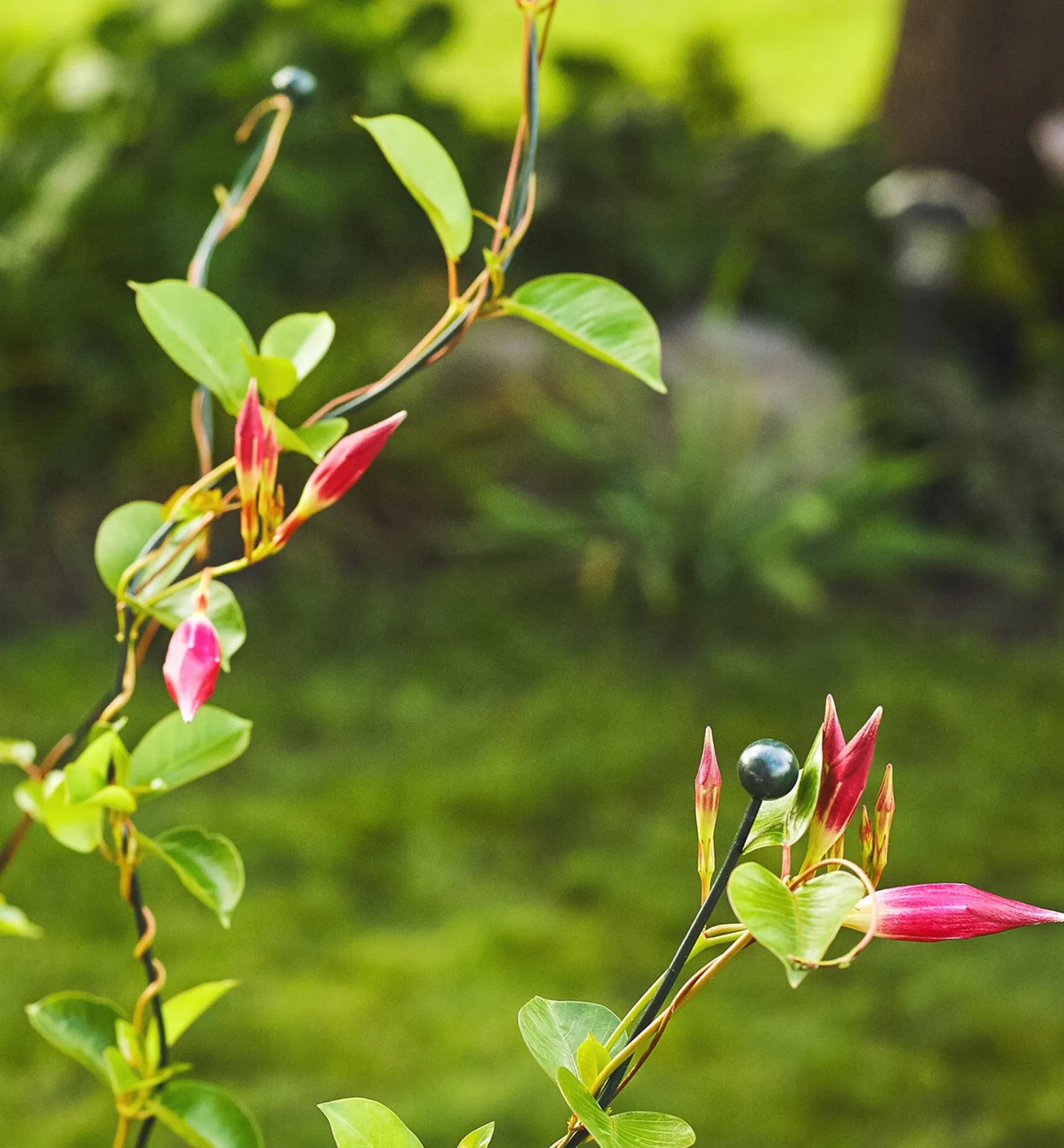 Best Flexible Garden Stake Stakes