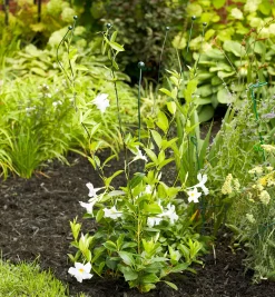 Best Flexible Garden Stake Stakes
