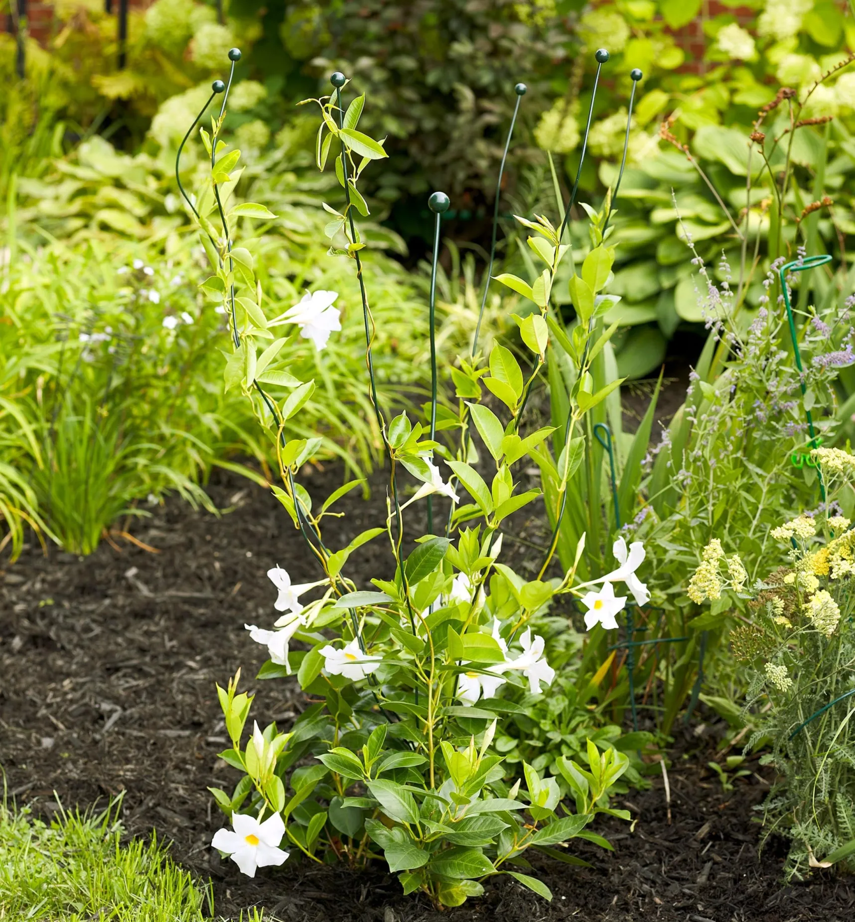 Best Flexible Garden Stake Stakes