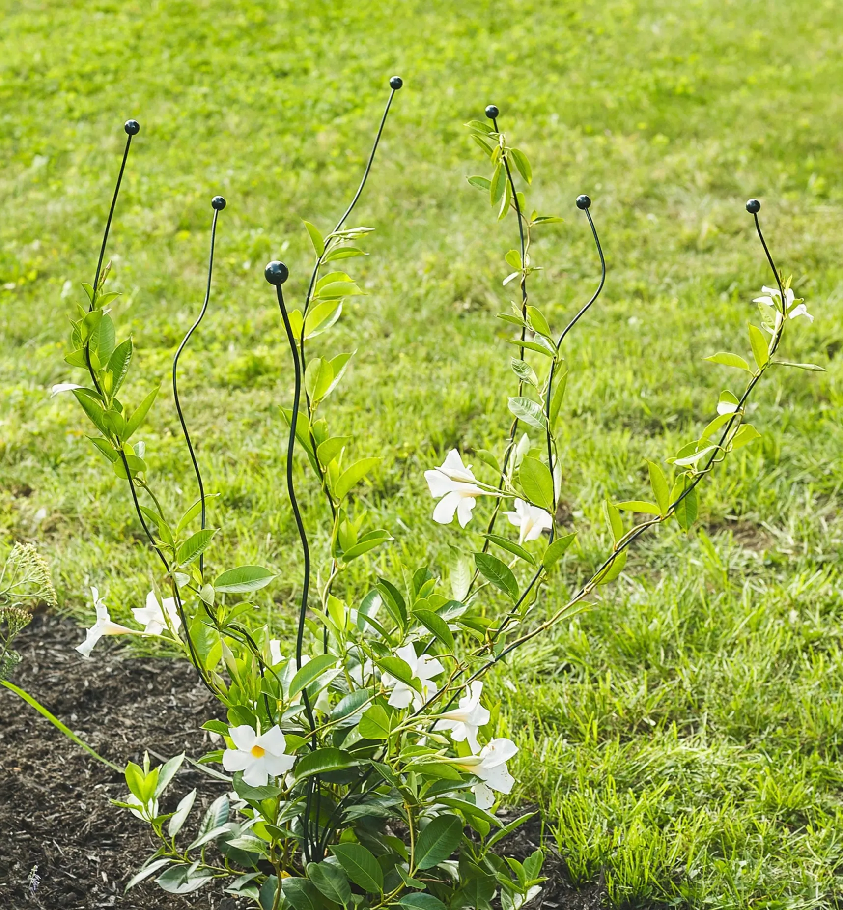 Best Flexible Garden Stake Stakes