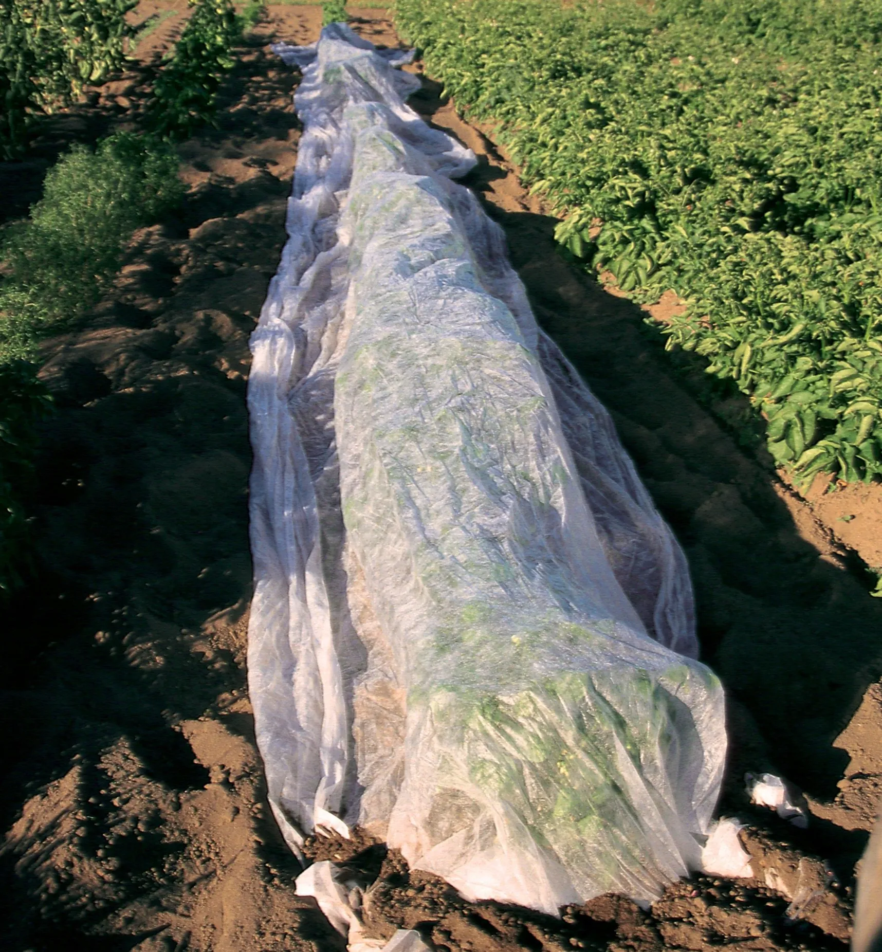 Clearance Floating Row Cover Plant Protection