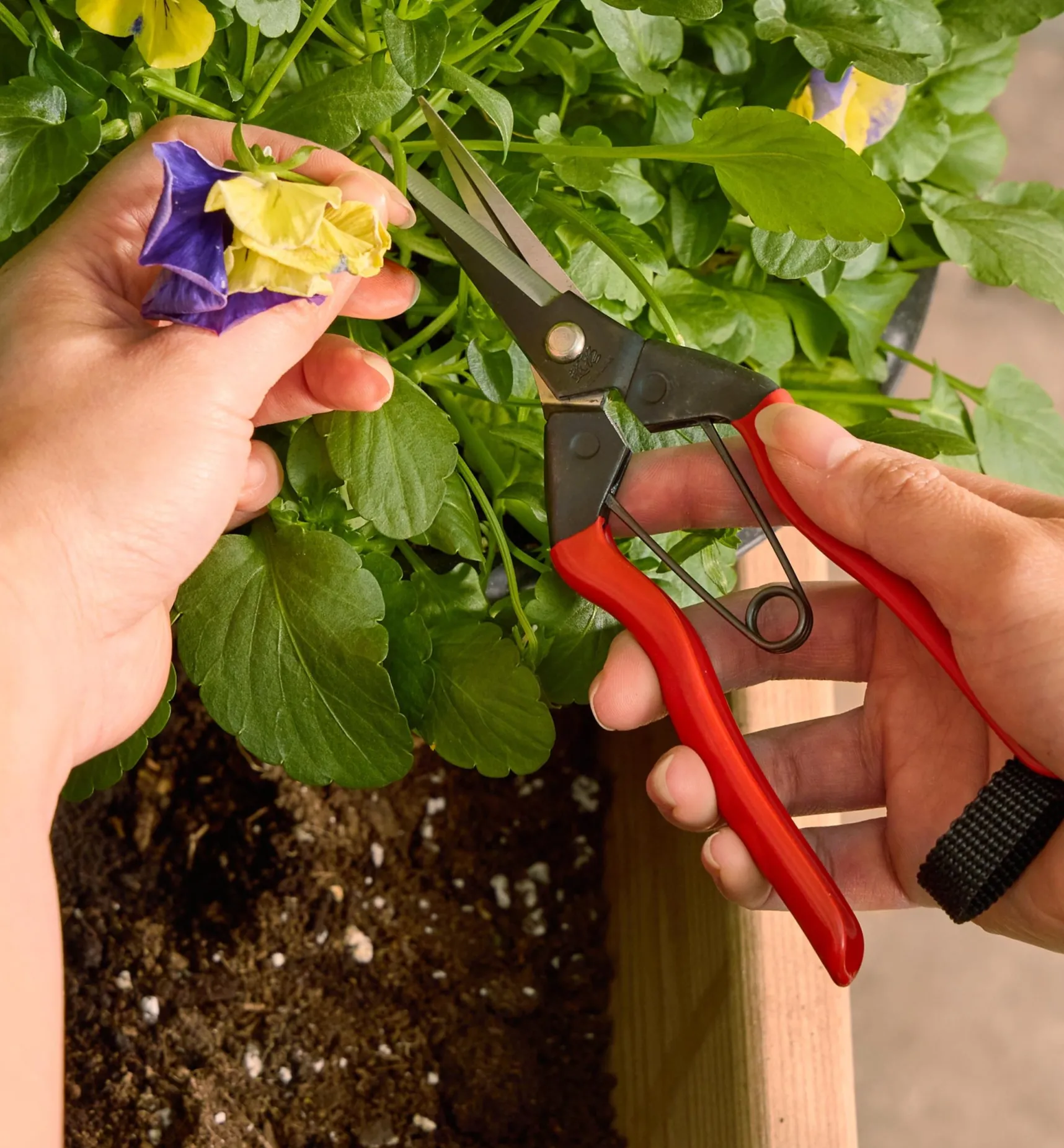 Online Garden Snips Garden Care