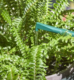 Hot Haws Plastic Watering Can Indoor Gardening