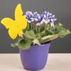 Clearance Indoor Sticky Traps Pest Control
