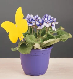 Clearance Indoor Sticky Traps Pest Control