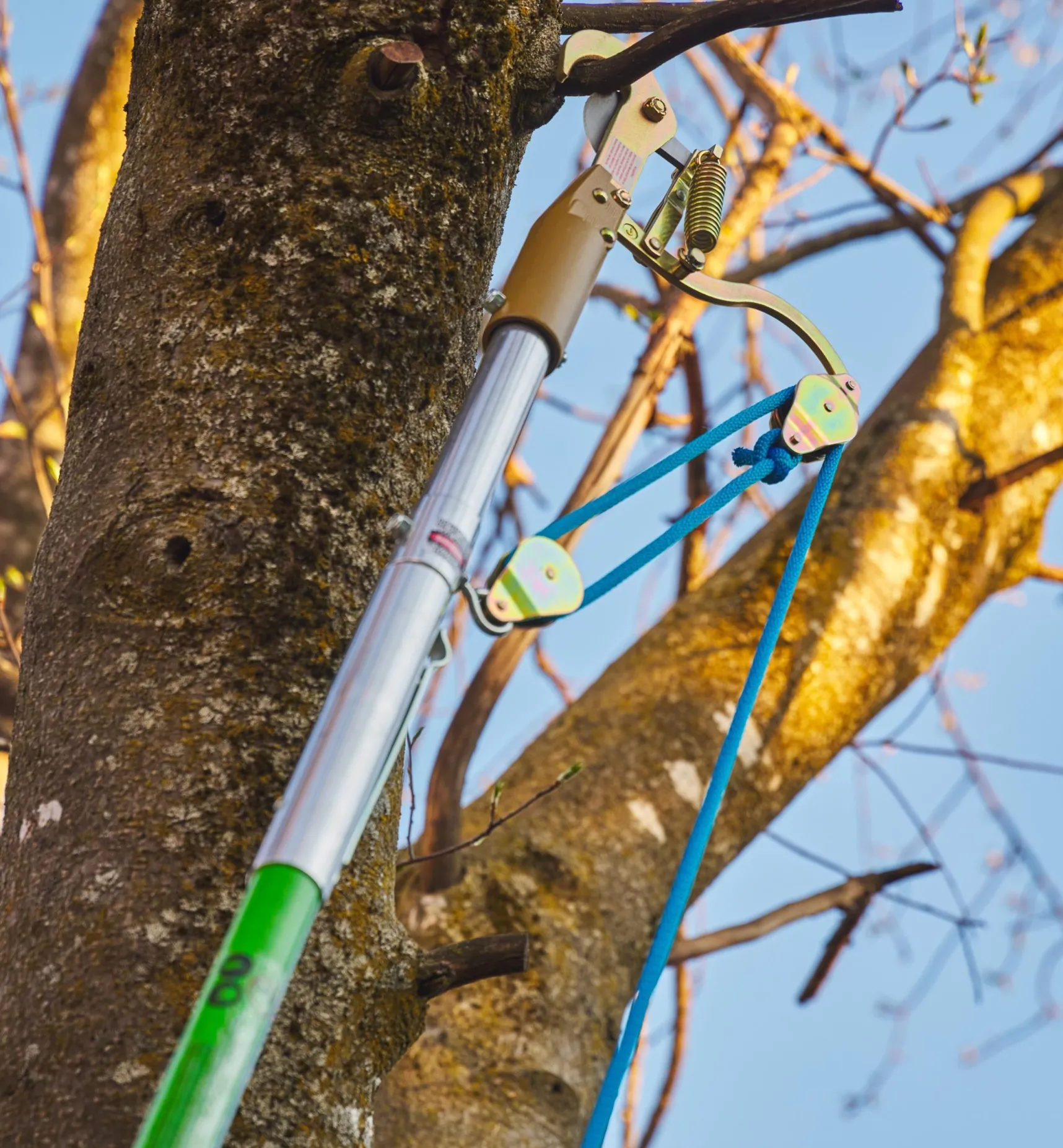 Jameson Professional Tree-Pruning Kit Pruners