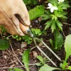 Hot Container Garden Jekyll Weeder Weeding