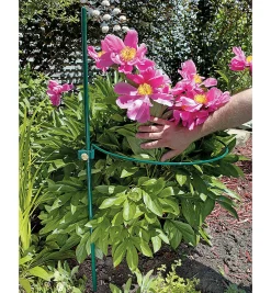 Online Peony Support Stakes