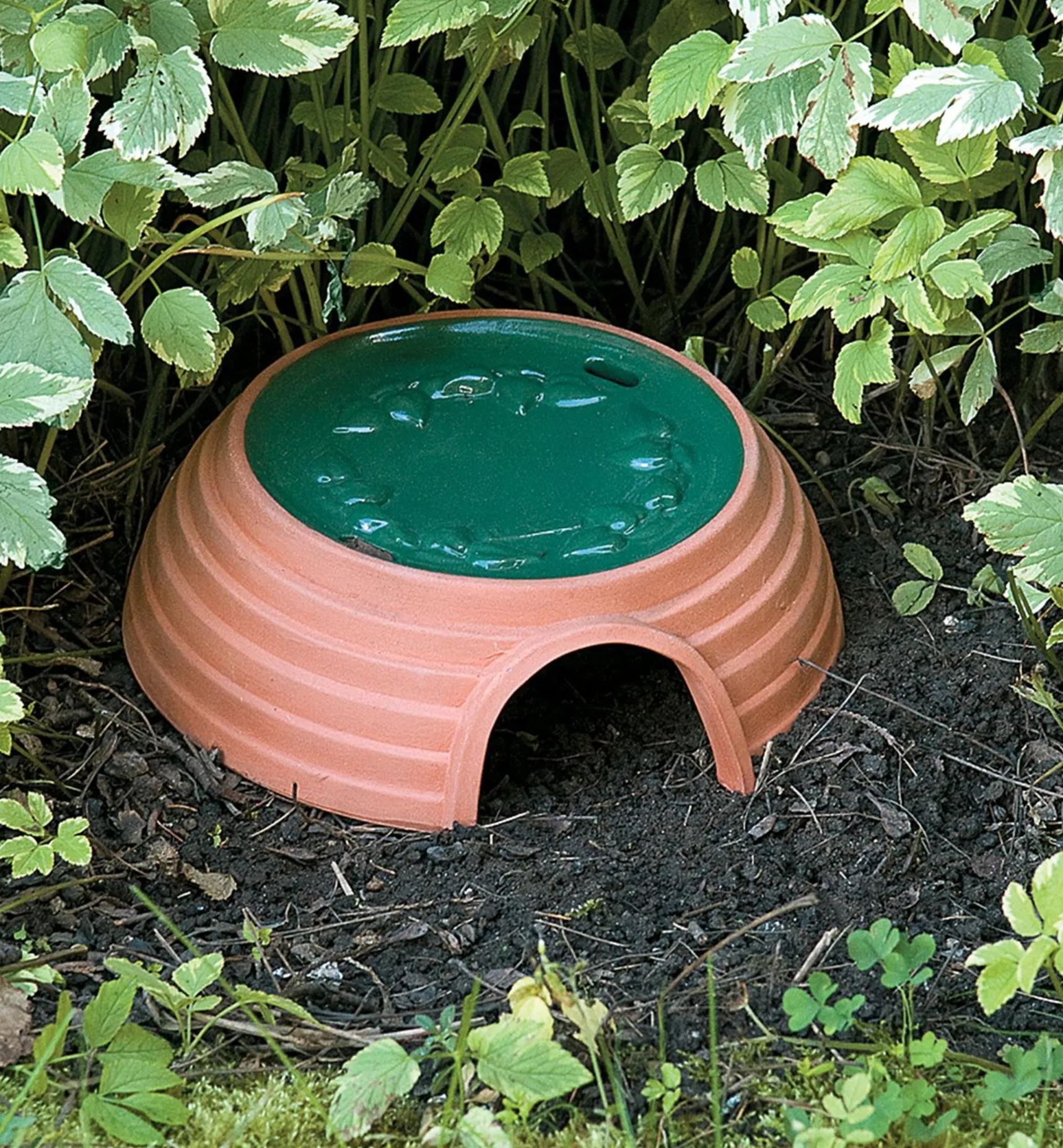 New Toad House Pest Control