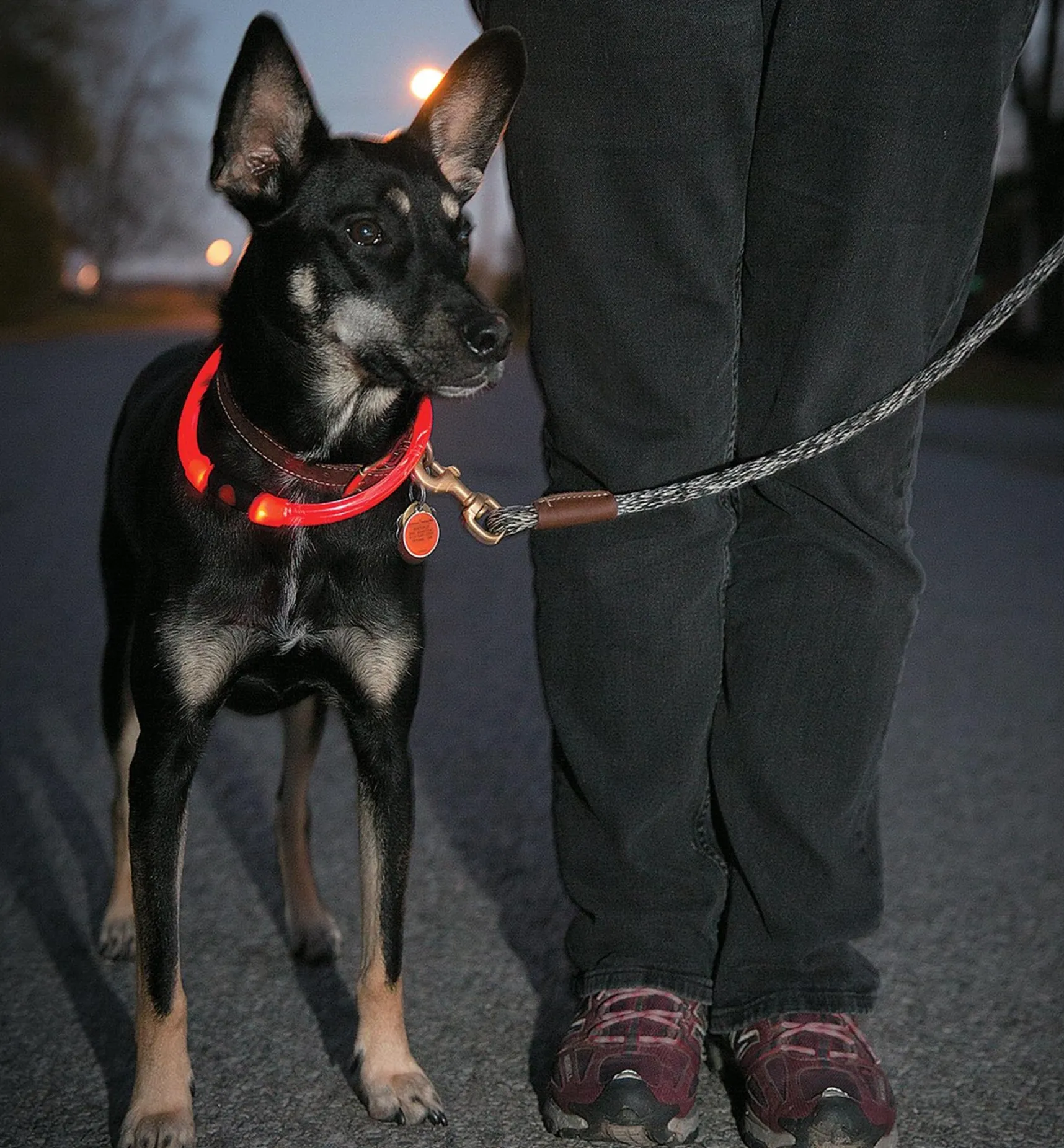 Hot NiteHowl LED Pet Neckband Personal Accessories
