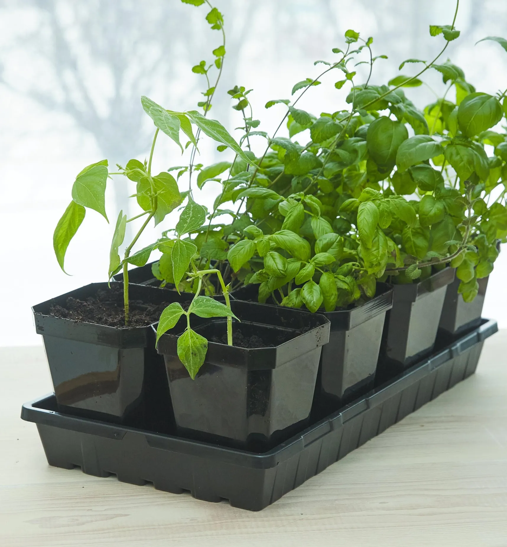 Hot 8-Pack Of 5" Pots With Propagation Tray Seed Starting