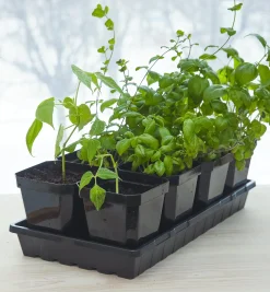 New Propagation Tray Seed Starting