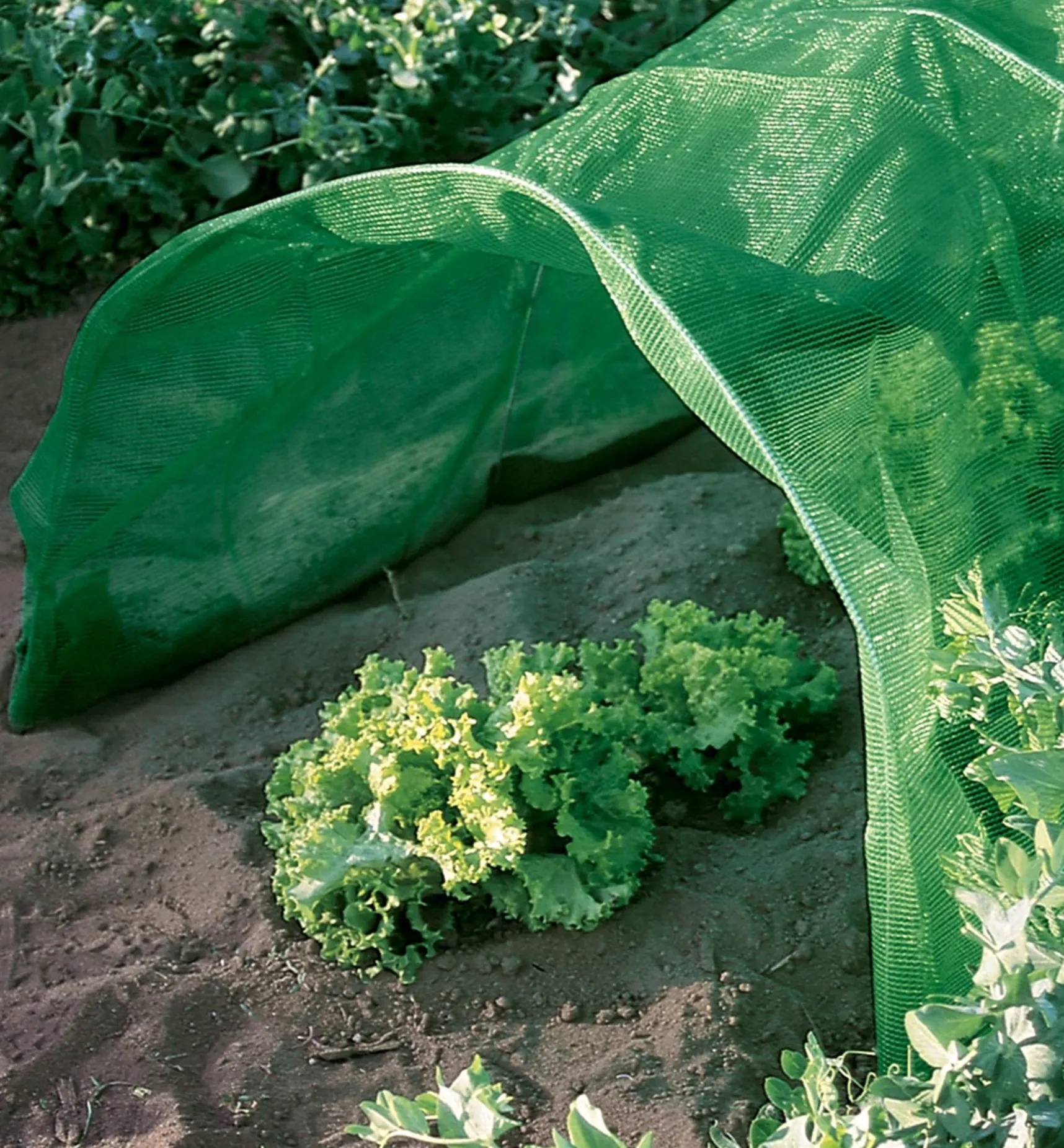 Best Shade Cloth Plant Protection