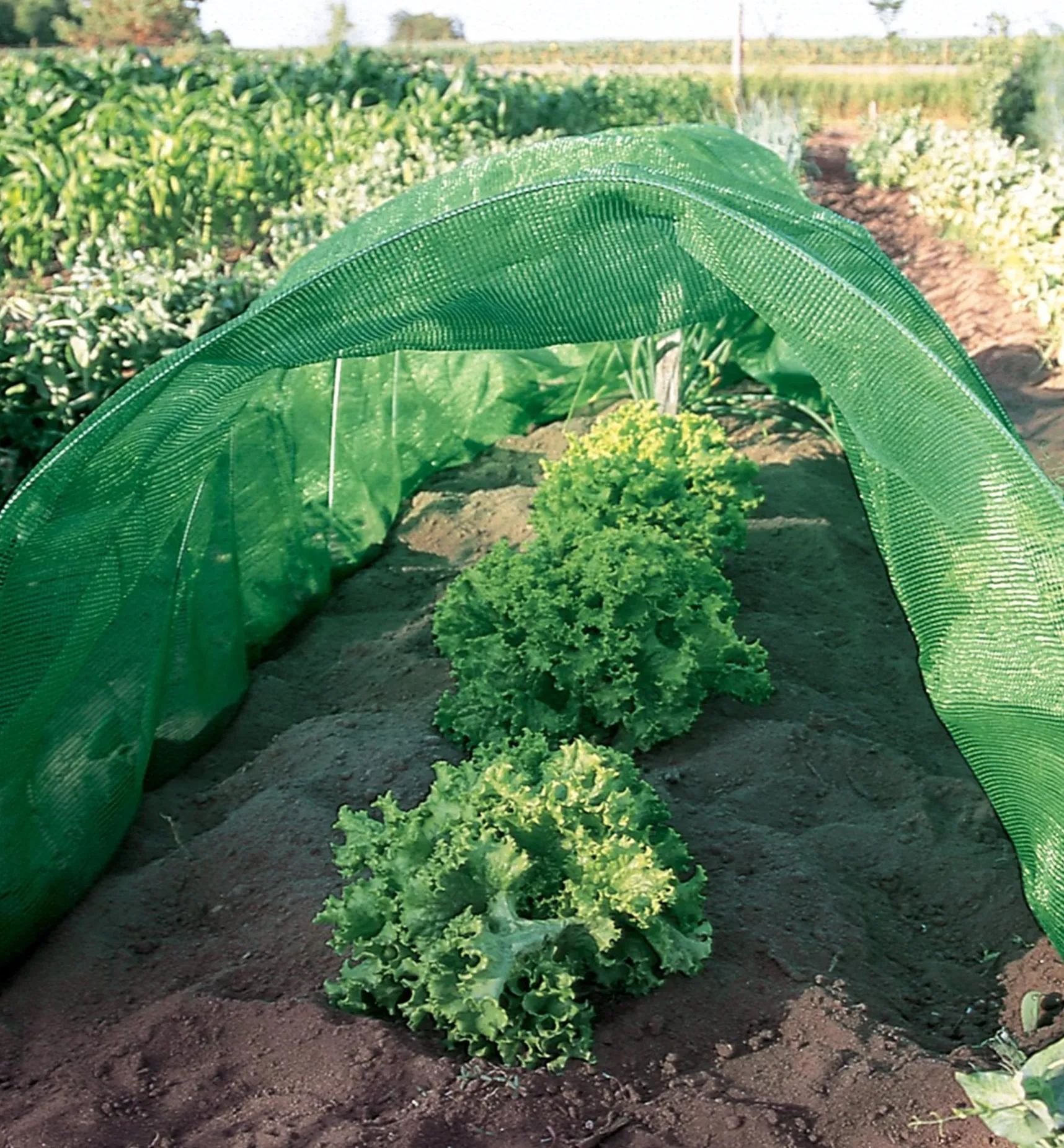 Best Shade Cloth Plant Protection