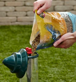 Songbird Seed Birding
