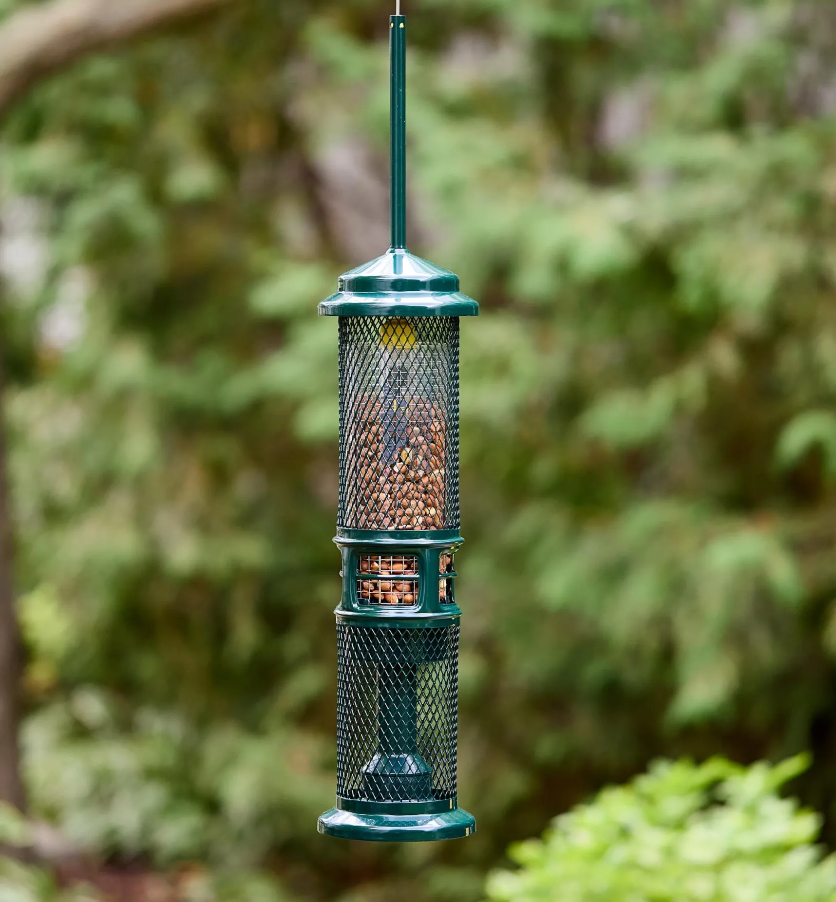 Sale Squirrel Buster Nut Bird Feeder Birding