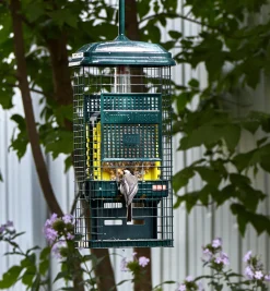 Hot Squirrel Buster Suet Feeder Birding