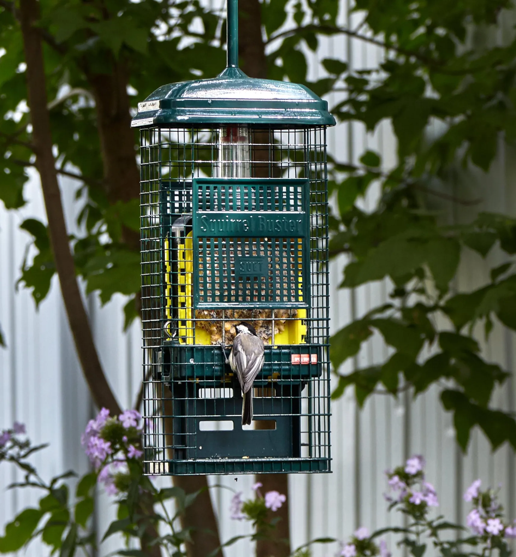 Hot Squirrel Buster Suet Feeder Birding
