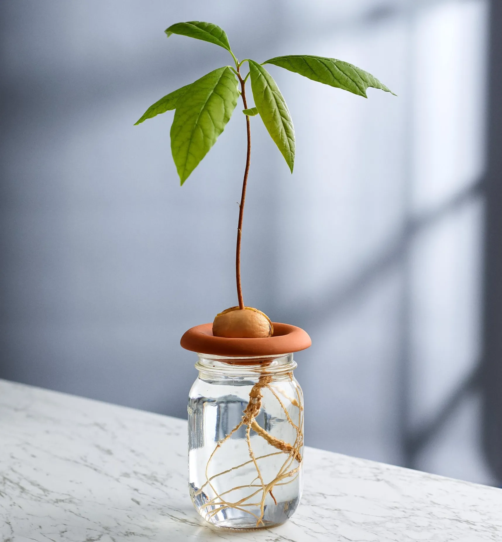 Discount Terra Cotta Seed Sprouters Propagation