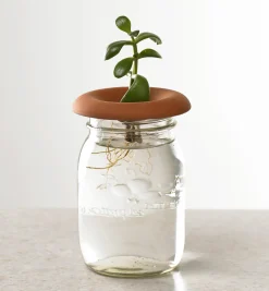 Discount Terra Cotta Seed Sprouters Propagation