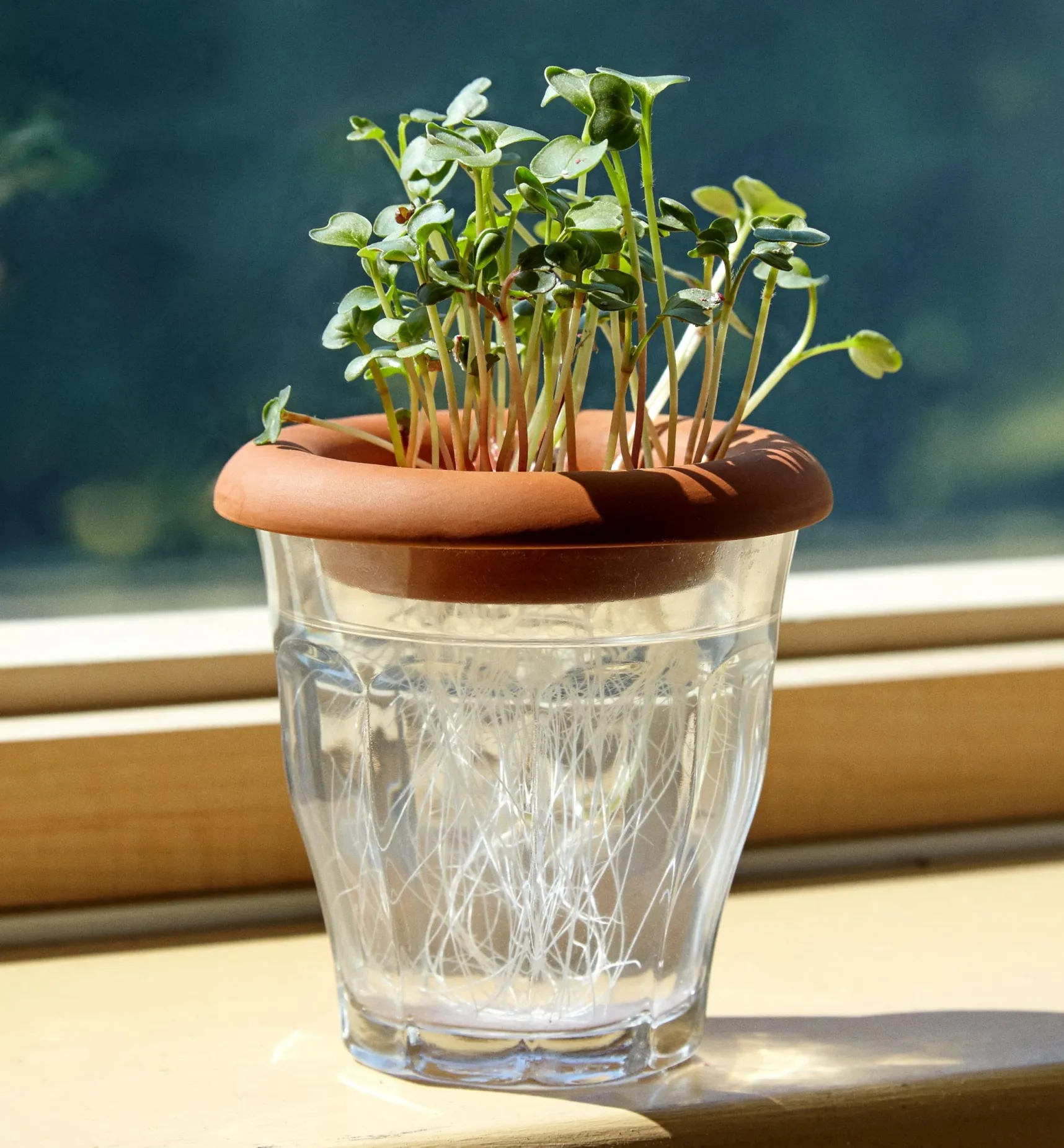 Discount Terra Cotta Seed Sprouters Propagation