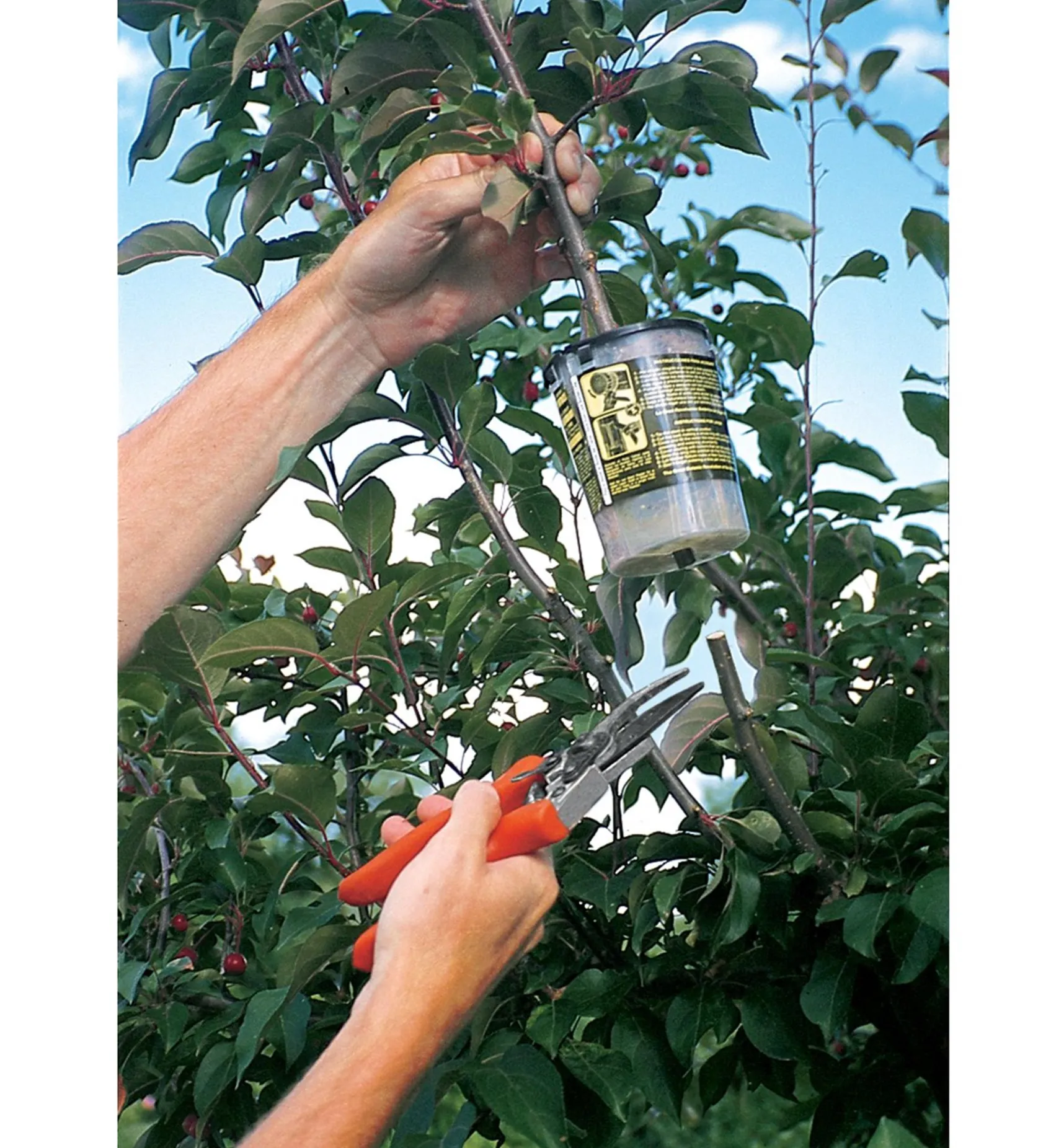 Hot The Rooter Pot Propagation