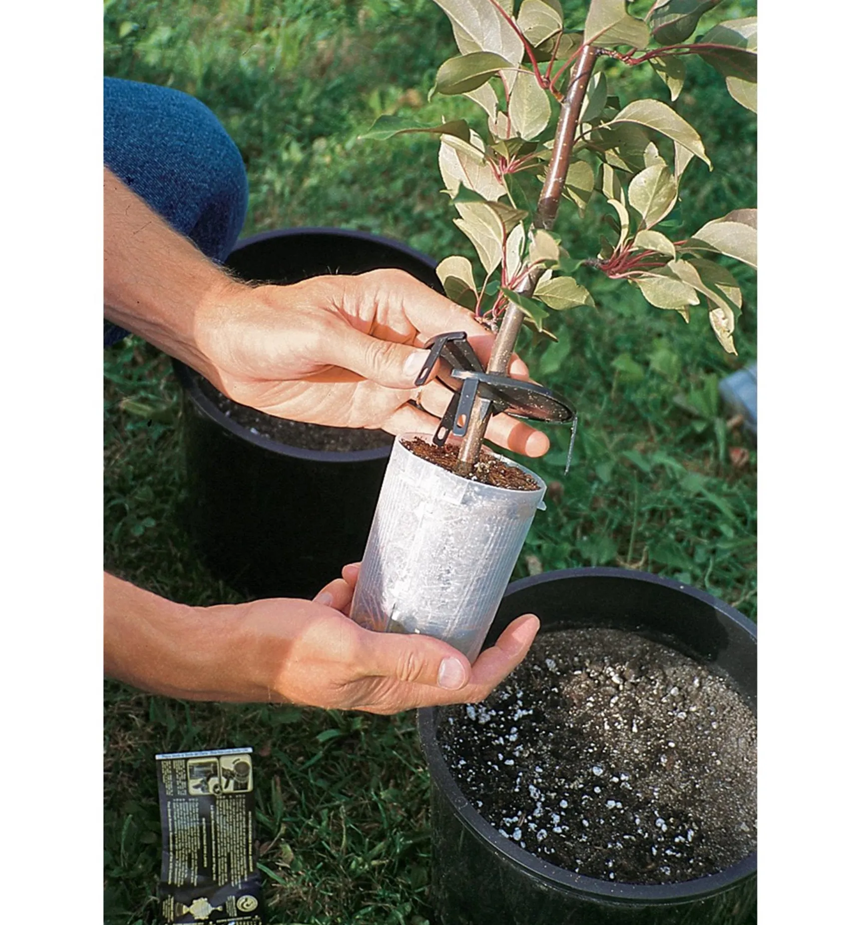Hot The Rooter Pot Propagation