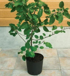 Hot The Rooter Pot Propagation