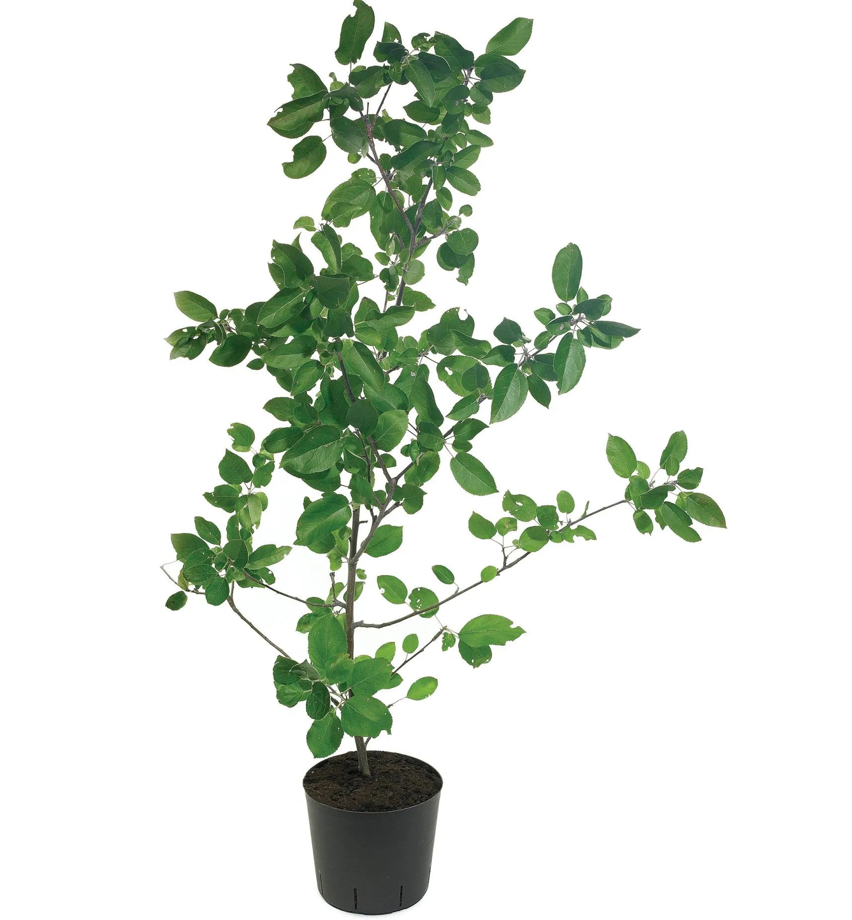 Hot The Rooter Pot Propagation