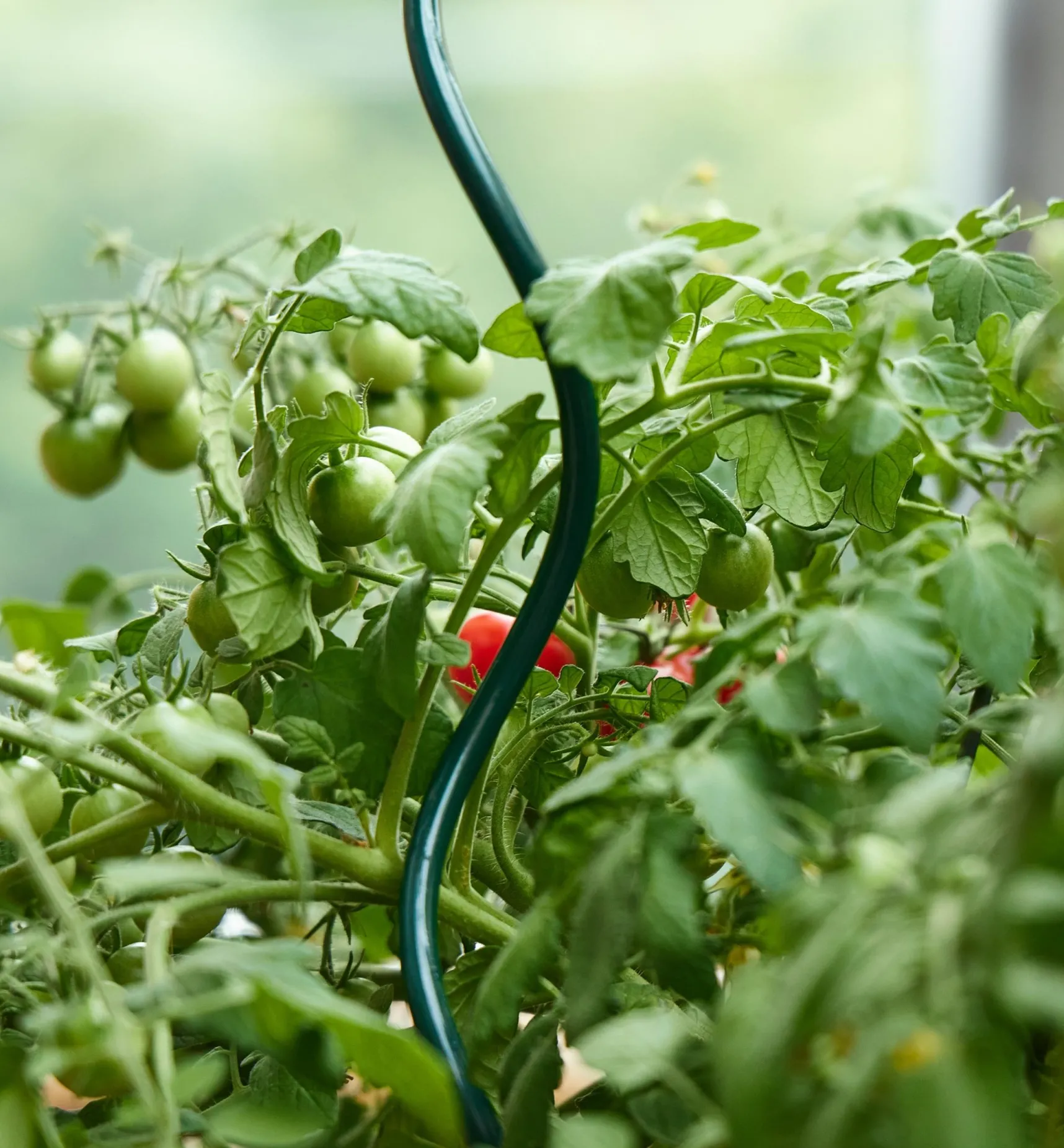 Online Tomato Spirals Stakes
