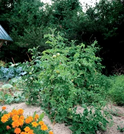 Online Tomato Spirals Stakes
