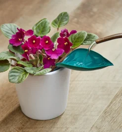 Clearance Watering Leaves Indoor Gardening