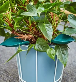 Clearance Watering Leaves Indoor Gardening
